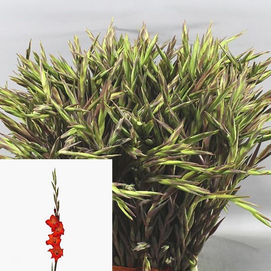 Gladioli Atom (Mini)