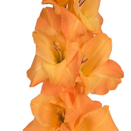 Gladioli Avicii