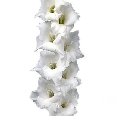 Gladioli Bangladesh