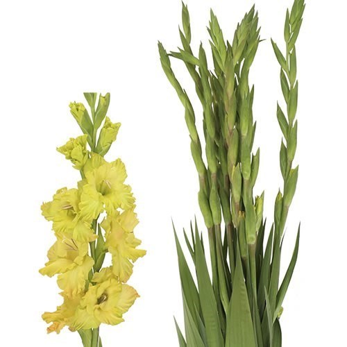 Gladioli Blitz