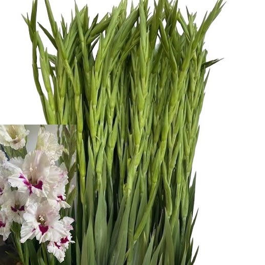 Gladioli Cera Corsage