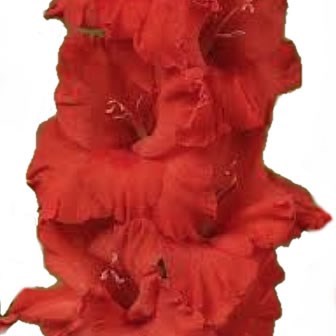 Gladioli Demarrage
