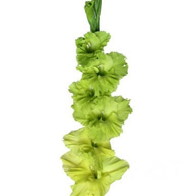Gladioli Green Star