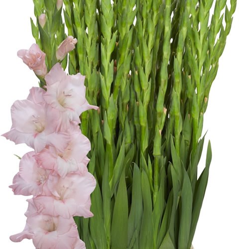 Gladioli Jarama