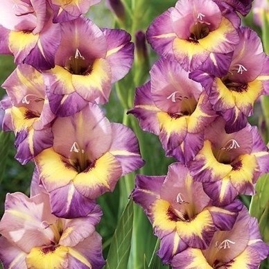Gladioli Joplin