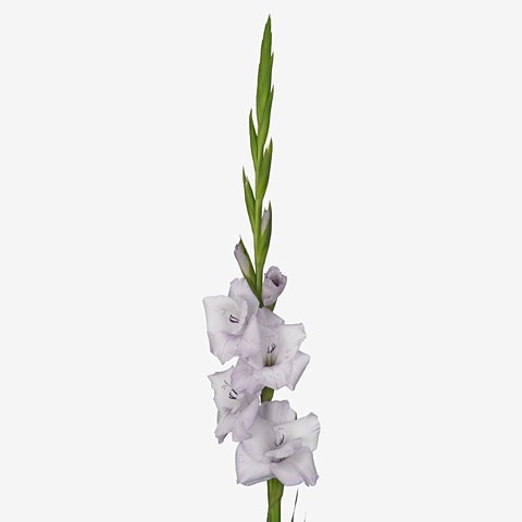 Gladioli Lakeland