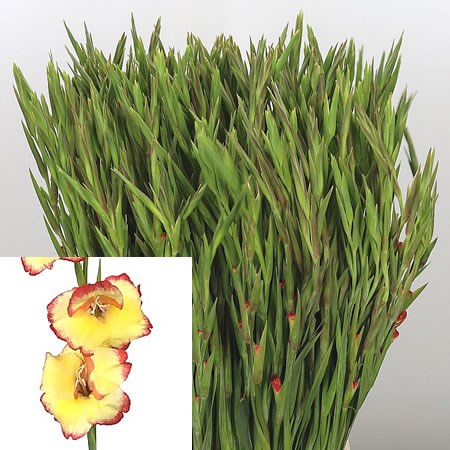 Gladioli Las Vegas (Mini)