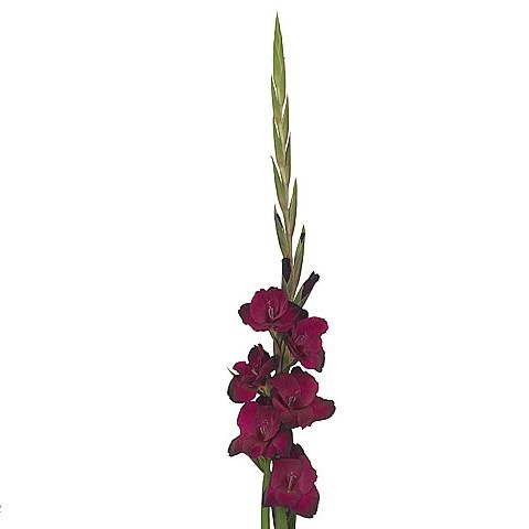 Gladioli  Mahler