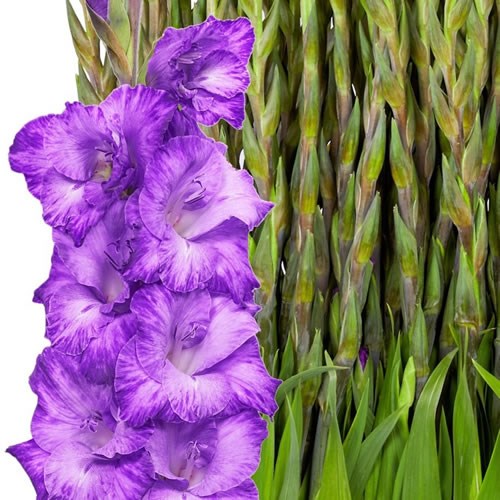 Gladioli Mauve Muse