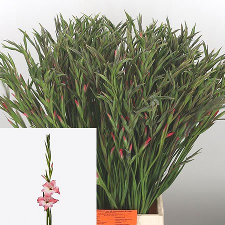 Gladioli Mini Charming Beauty