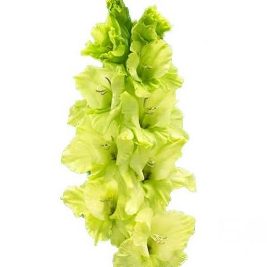Gladioli Miss Green
