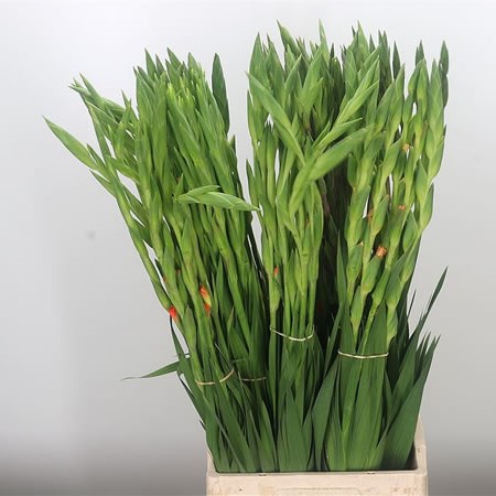 Gladioli Mix