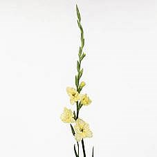 Gladioli Morning Gold