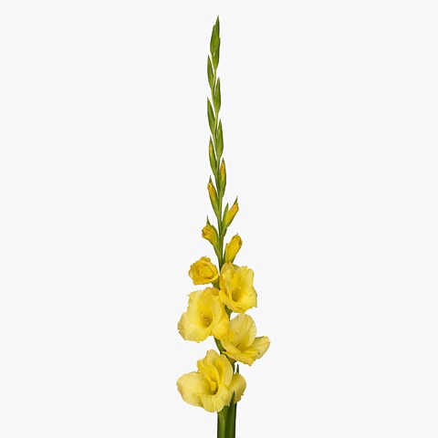 Gladioli Mozart