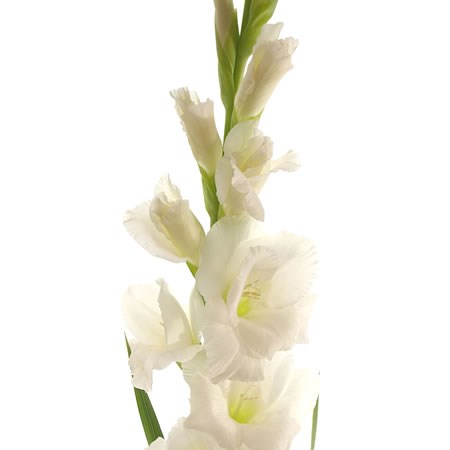 Gladioli Nova Zembla
