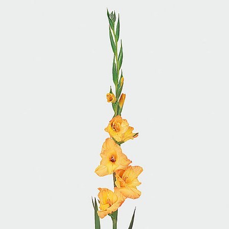 Gladioli Ovatie