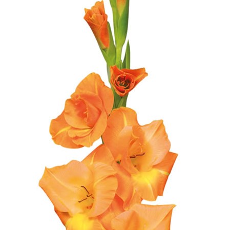Gladioli Peach Melba