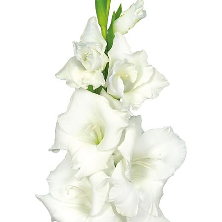 Gladioli Piet Mohlen