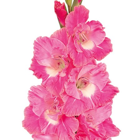 Gladioli Pink Parrot