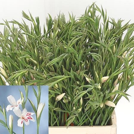Gladioli Prins Claus (Mini)