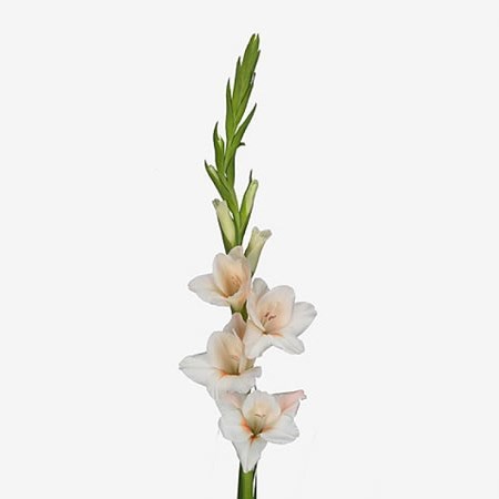 Gladioli Rigoletto