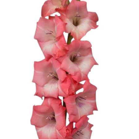 Gladioli Rosalina