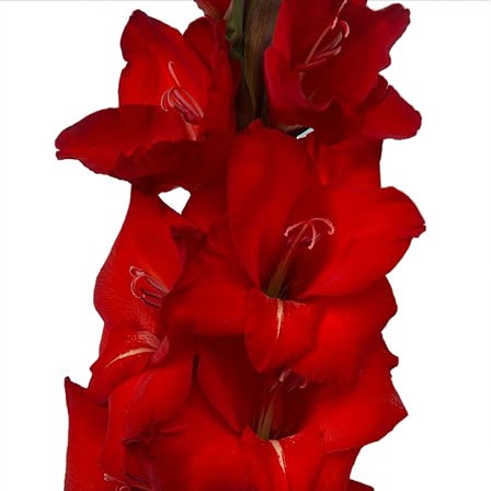 Gladioli Rossini