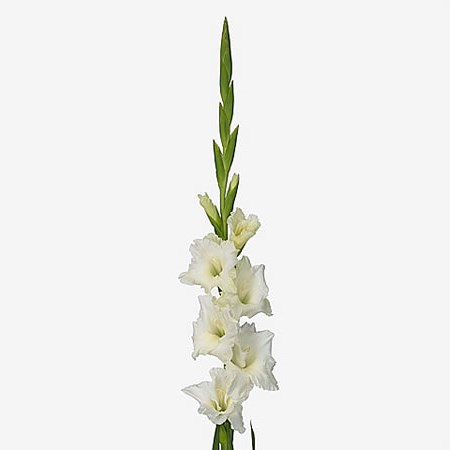Gladioli Serena