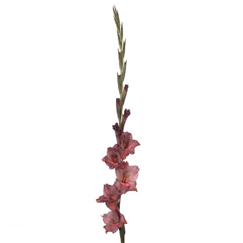 Gladioli Smokey