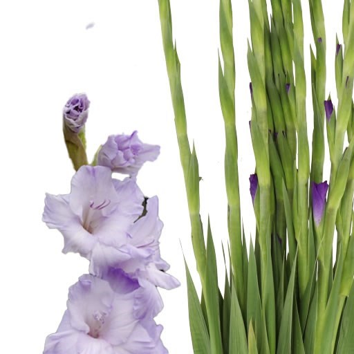 Gladioli Sweet Blue