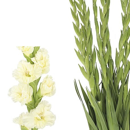 Gladioli Sweet Crystal
