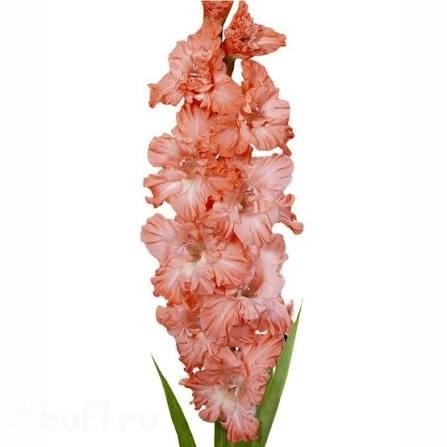 Gladioli Teds Frizle