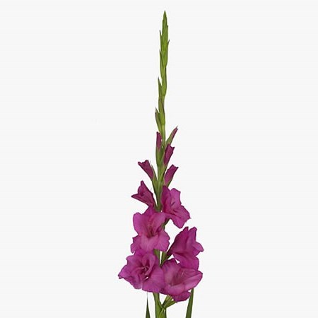 Gladioli Thalia
