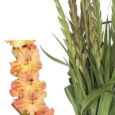 Gladioli The Great Queen Elizabeth