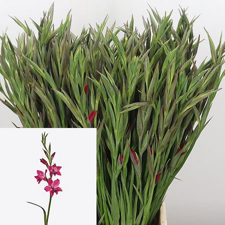 Gladioli Vulcano (Mini)