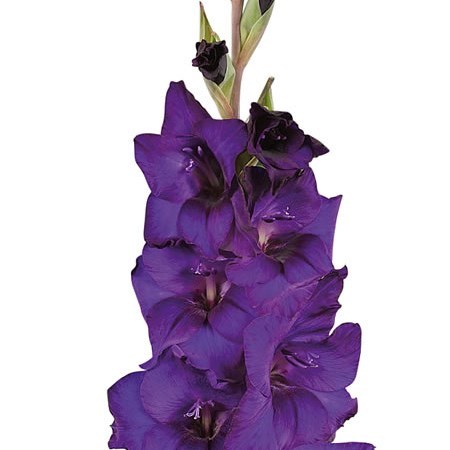 Gladioli Purple Flora