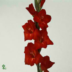 Gladioli Large Chinon