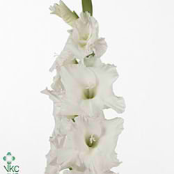 Gladioli Large Essential