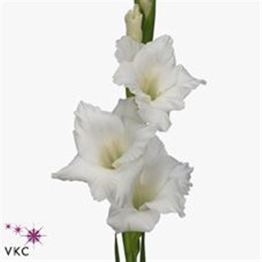 Gladioli Large Amsterdam