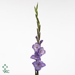 Gladioli Lilac Wonder