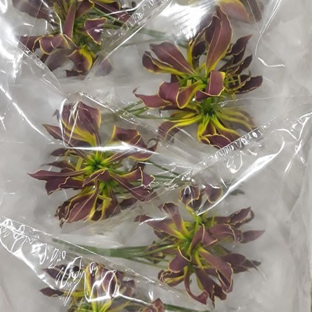 Gloriosa Carsonii