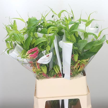 Gloriosa Exotic Pink (Long)