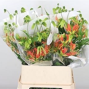Gloriosa Leonella (Long)