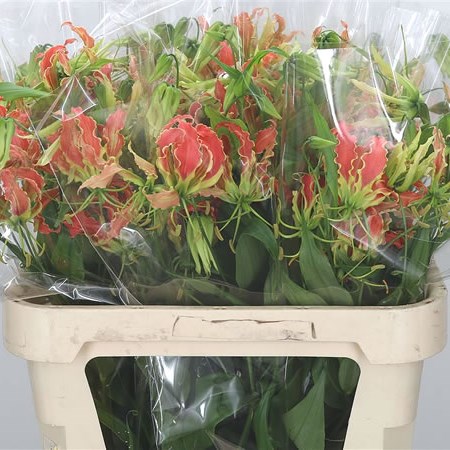 Gloriosa Leonella (Long)