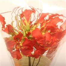 Gloriosa Leonella