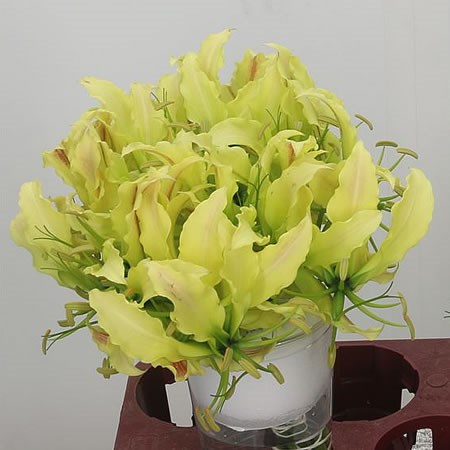 Gloriosa Lime