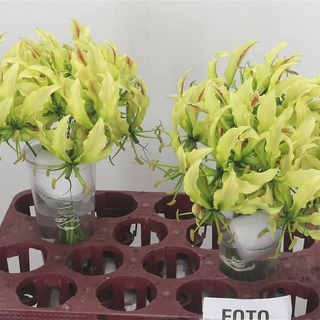 Gloriosa Lime (Short)