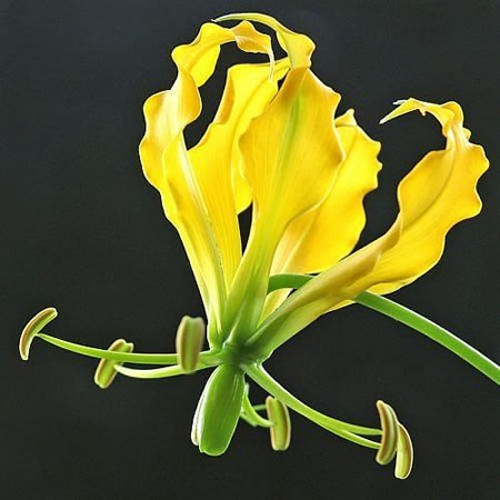 Gloriosa Lutea (Short)