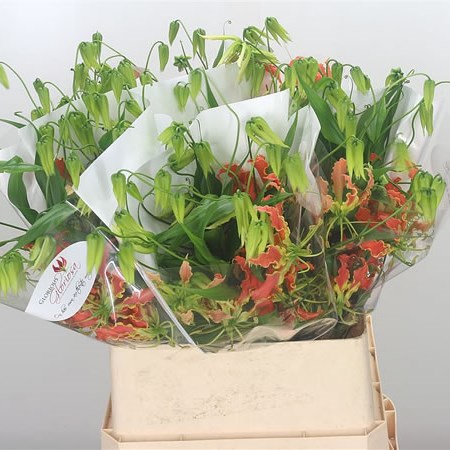 Gloriosa Orange Exotic (Long)