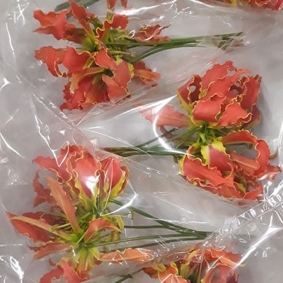 Gloriosa Orange Exotic (Short)